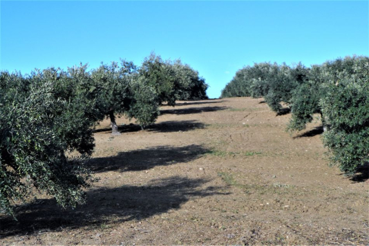 REBAJADO. Olivar de 3 fanegas con nave y piscina